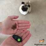 Teach Your Pug To Sit | Step 1