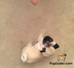 Teach Your Pug To Dance| Step 4